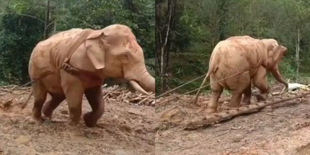 Viral Video Menyayat Hati! Manusia Gunduli Hutan, Gajah yang Seret Kayunya