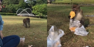 Piknik Estetik di Taman Buyar, Makanan Malah Digondol Monyet