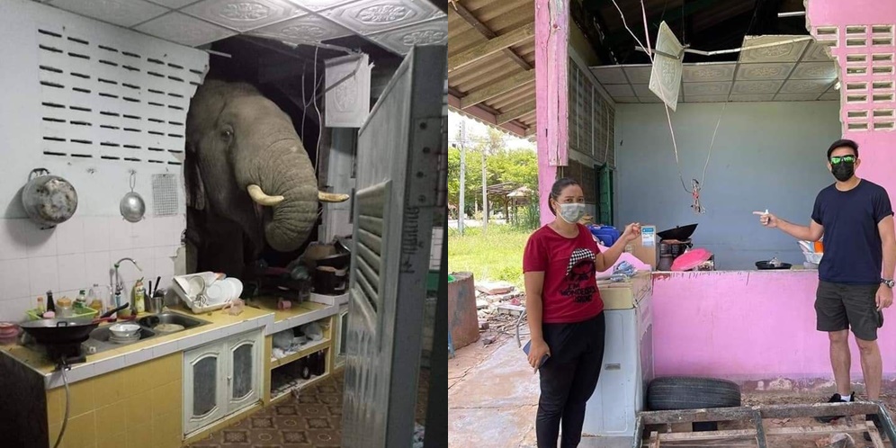 Kelaparan, Gajah Jebol Tembok dan Obrak-abrik Dapur Warga