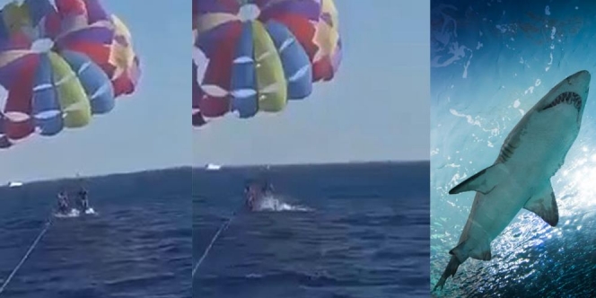 Kaki Pria Diterkam Ikan Hiu Saat Paragliding