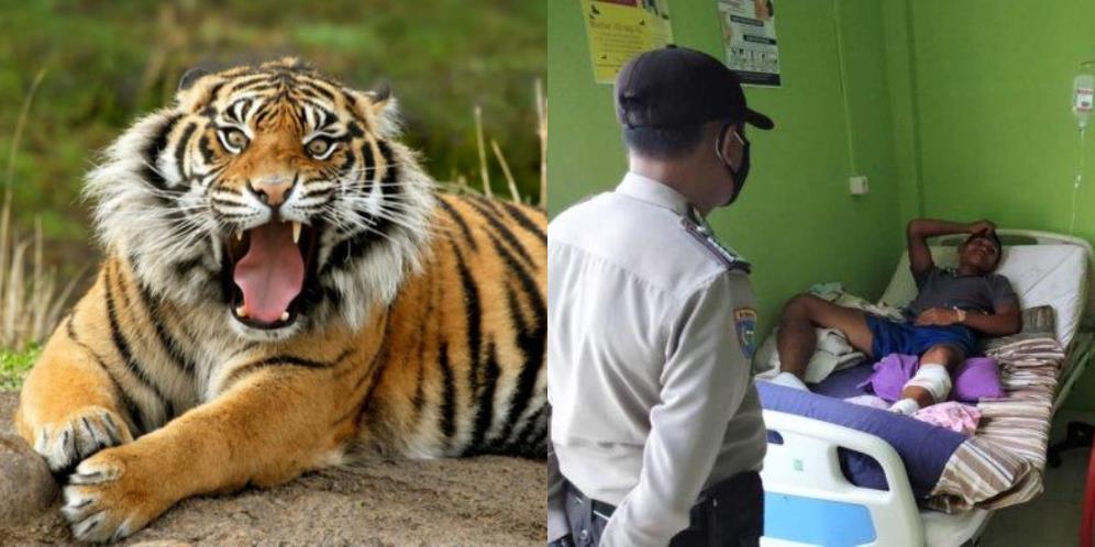 Cerita Pria di Riau Lolos dari Serangan Harimau dengan Azan dan Istighfar