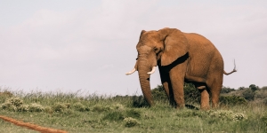 Aksi Gajah Bantu Temannya yang Buta Saat Cari Makan Ini Bikin Warganet Tersentuh