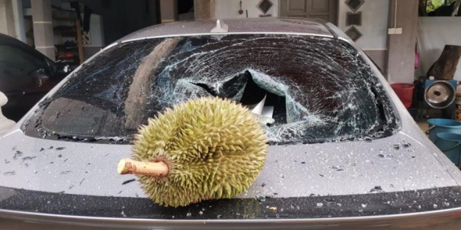 Viral Jual Durian Tak Pernah Sentuh Tanah Rp1,7 Juta, Pak Menteri Ngebet Beli
