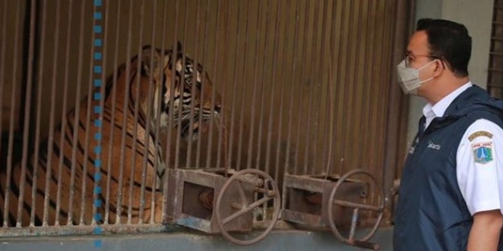2 Harimau Ragunan kena Covid-19, Kelakar Anies: Tak Bisa Dikirim ke Wisma Atlet
