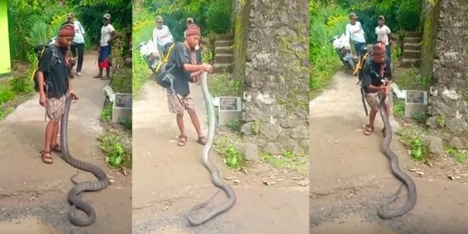 Pemuda Wonosobo Pamer Tangkap King Kobra Raksasa, Cara Megangnya Bikin Deg-degan