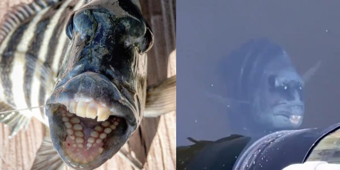 Viral Ikan Aneh Berwajah Manusia, Giginya Tonggos dan Suka Senyum