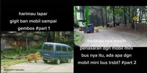 Detik-Detik Mendebarkan Harimau Gigiti Ban Mobil Penuh Penumpang