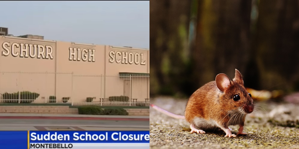 Hampir 2 Tahun Tak Dipakai Gegara Pandemi, Sekolah Ini Jadi Sarang Tikus