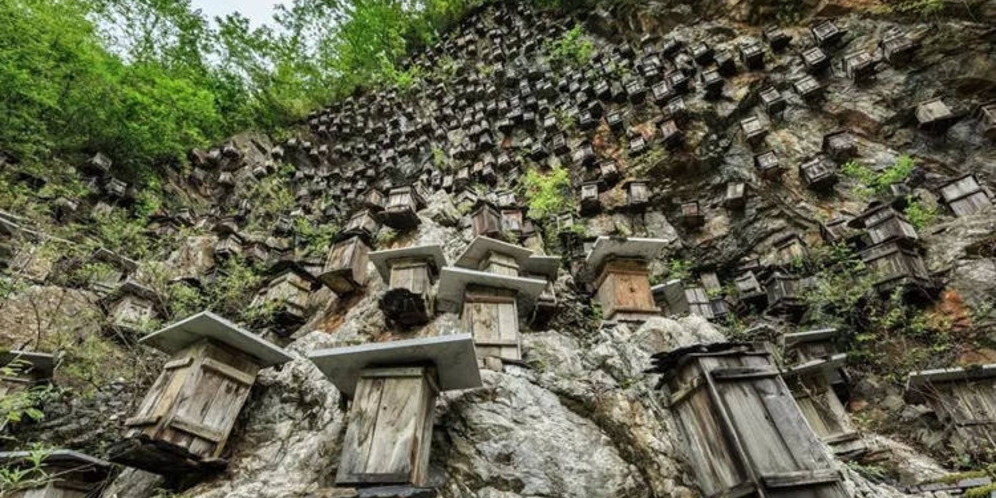 'The Wall of Hives', Suaka Lebah Liar Unik ala China