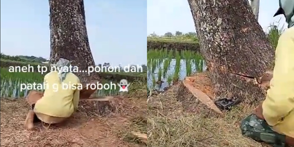 Geger! Pohon Ditebang Tidak Roboh, Sampai Dibacakan Doa-Doa