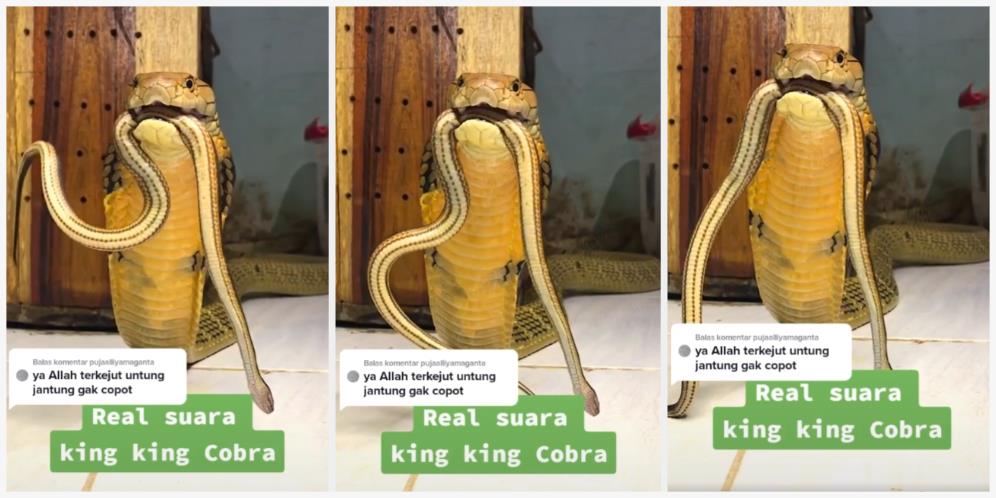 Baru Tahu Suara King Kobra Pas Marah, Netizen: 'Kayak Bapak Gua Lagi Ngorok'