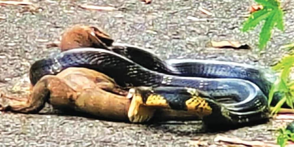 Viral Video Duel Maut King Cobra 4,5 Meter Vs Biawak Raksasa, Begini Endingnya