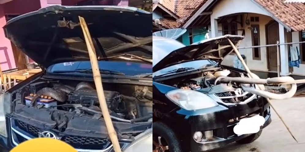 Geger Kap Mobil Jadi Sarang King Cobra Raksasa, Proses Evakuasinya Mendebarkan