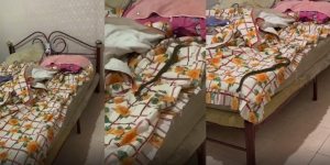 Ngeri, Lagi Tidur Nyenyak di Kasur, Jam 3 Pagi Didatangi Ular Piton Sebesar Lengan Anak-Anak