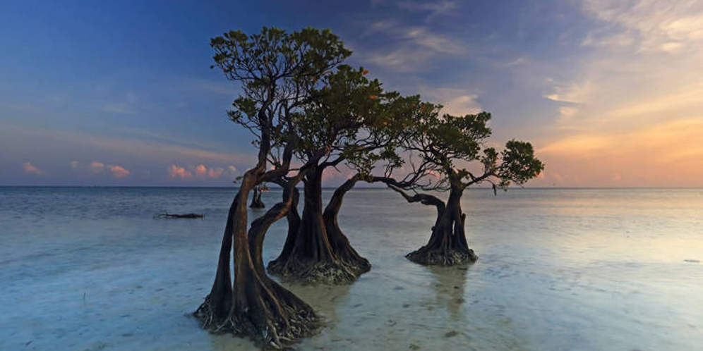 Cantiknya 'The Dancing Mangroves Trees', Destinasi Favorit Baru di Sumba