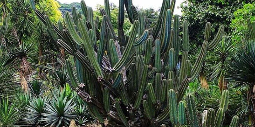 Tak Kalah dengan WNI, 5.000 Pohon di Kebun Raya Bogor Punya 'KTP'