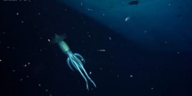 Video Cumi-Cumi 'Monster' Ukurannya Lebih Besar dari Manusia, Ditemukan di Bangkai Kapal Angker