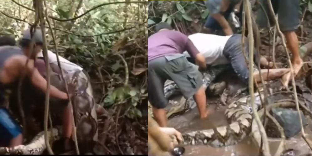 Video 5 Pria Tangkap Ular Piton Segede Batang Pohon Kelapa, 'Monster Penunggu' Hutan Sulawesi