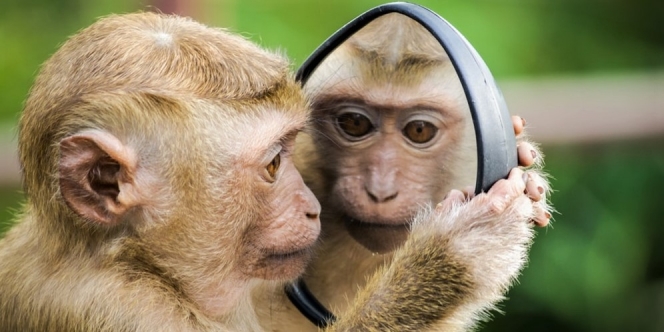 19 Arti Mimpi Dikejar Monyet dari Ukuran Kecil sampai Besar, Ketahui Juga Arti Mimpi Diculik