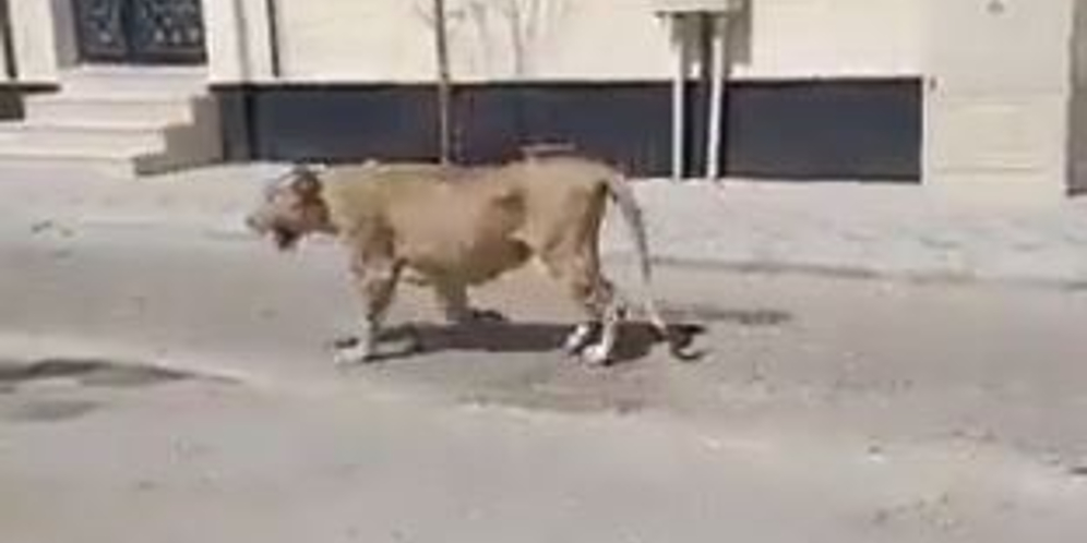 Singa Berkeliaran di Jalanan Ramai, Penduduk Auto Ngumpet