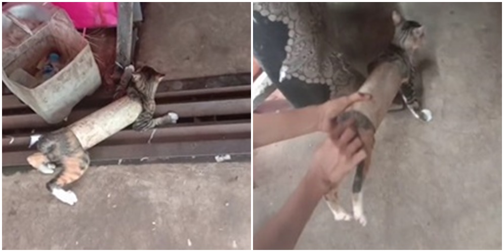 Viral Kucing Terjebak di Paralon, Bisa Masuk Nggak Bisa Keluar