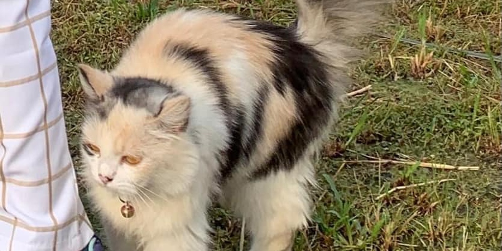 Kucing Hilang Ditemukan Ternyata Diasuh Seekor Anjing