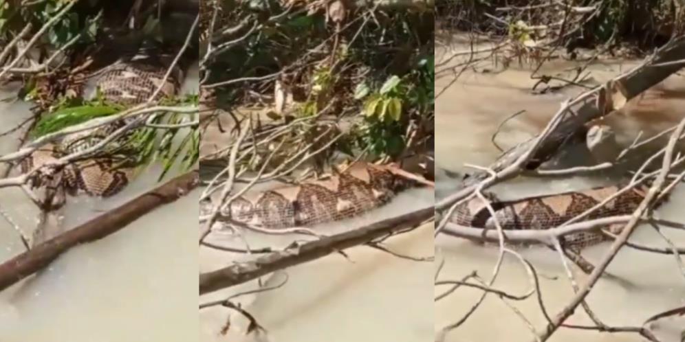 Viral Video Penemuan Ular Raksasa di Kalimantan Timur, Dikira Mati Ternyata..