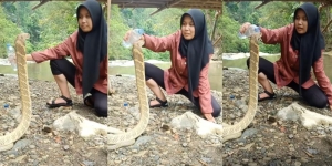 Merinding, Gadis Ciamis Kasih Minum King Cobra Kayak Mainin Kucingnya