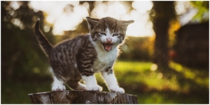15 Arti Mimpi Dikejar Kucing, Salah Satunya Jadi Tanda Bagus untuk Urusan Finansial