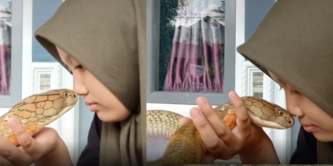 Gadis Berjilbab Santuy Peluk-pelukan dan Cium King Kobra, Netizen: Itu Ular Bukan Tali Dek!