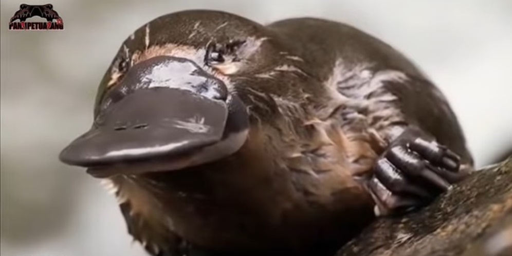 Musang Bermulut Bebek, Panji Petualang Ungkap Bisanya Tak Kalah Seram dengan Ular