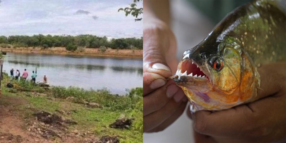 Lari dari Serangan Lebah dengan Lompat ke Danau, Pria Ini Malah Tewas Dimakan Ikan Piranha