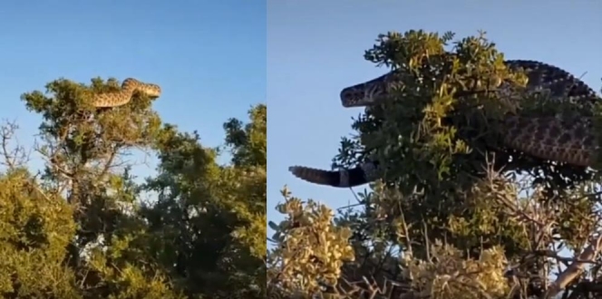 Viral Penemuan Ular Raksasa Lagi Santuy Nangkring di Atas Pohon, Cek Faktanya