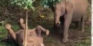 Video Pilu, Induk Gajah Coba Bangunkan Anaknya yang Mati Tersengat Listrik, Aksinya Bikin Nangis!