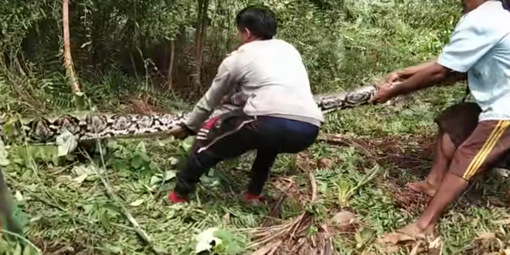 Pria Sekampung Kewalahan Tangkap Ular Piton Raksasa Lebih Panjang dari Batang Pohon Kelapa, Endingnya Bikin Sedih