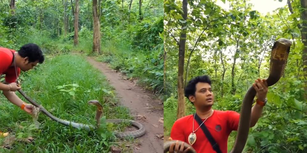 Penampakan Ular King Kobra Hitam yang Hadang Panji Petualang di Hutan, Hampir Menyamai Panjang Garaga