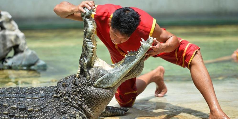 Kejadian Langka, Buaya Tenggelam Dikira Malu dan Takut Manusia, Rupanya...