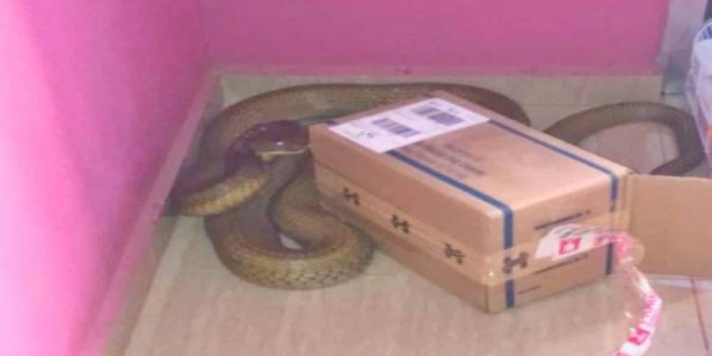 Ngeri, Satu Keluarga Syok Temukan Ular King Kobra Sebesar Garaga Sembunyi di Antara Kotak Sepatu