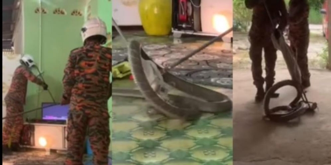 Bikin Bergidik, Ular King Kobra Raksasa Ditemukan di Balik Kabinet TV