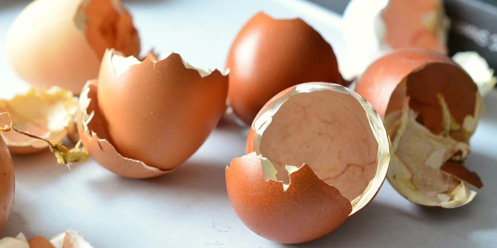 8 Manfaat Cangkang Telur untuk Tanaman, Bantu Menyuburkan hingga Mencegah Hama