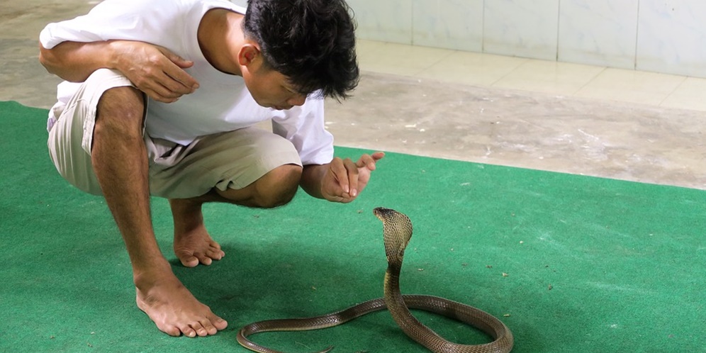 11 Arti Mimpi Dikejar Ular Kobra yang Perlu Diwaspadai Mulai Sekarang