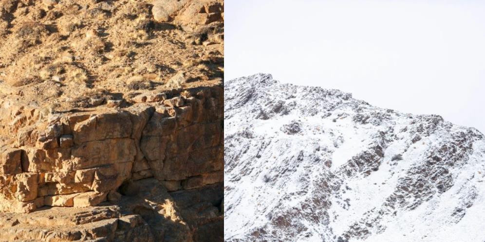 Banyak yang Sudah Menyerah, Bisa Temukan Macan Tutul Salju di Foto-foto Berikut?