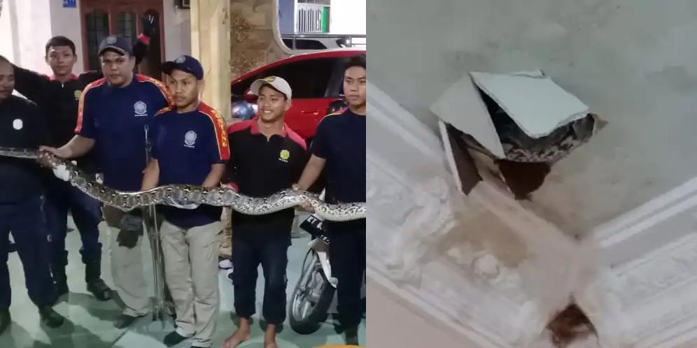 Heboh Penangkapan Dramatis Ular Piton Raksasa Bersarang di Rumah Warga, Berawal dari Plafon Retak