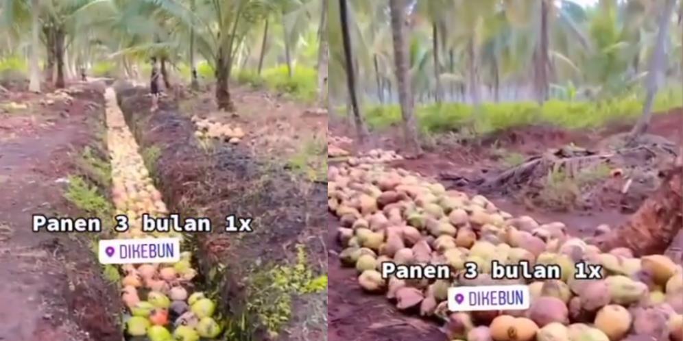 Besaran Penghasilan Petani Kelapa Sekali Panen Ternyata Fantastis, Ini Belum Sawit