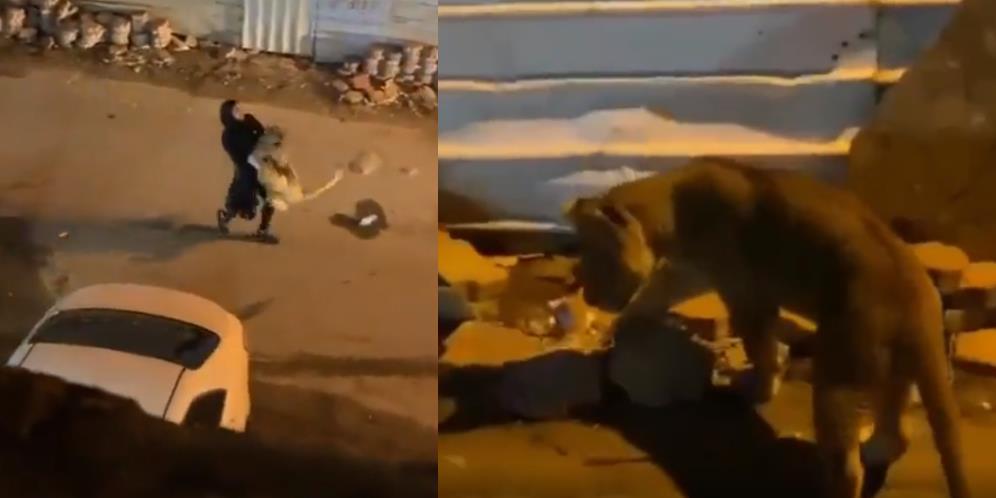 Video Viral Gadis Berhijab Tangkap Singa yang Kabur, Digendong Seolah Kucing Biasa