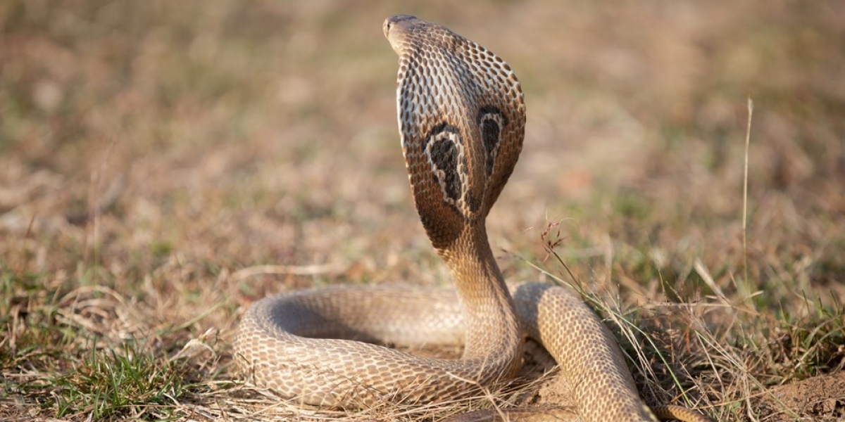 Ular kobra