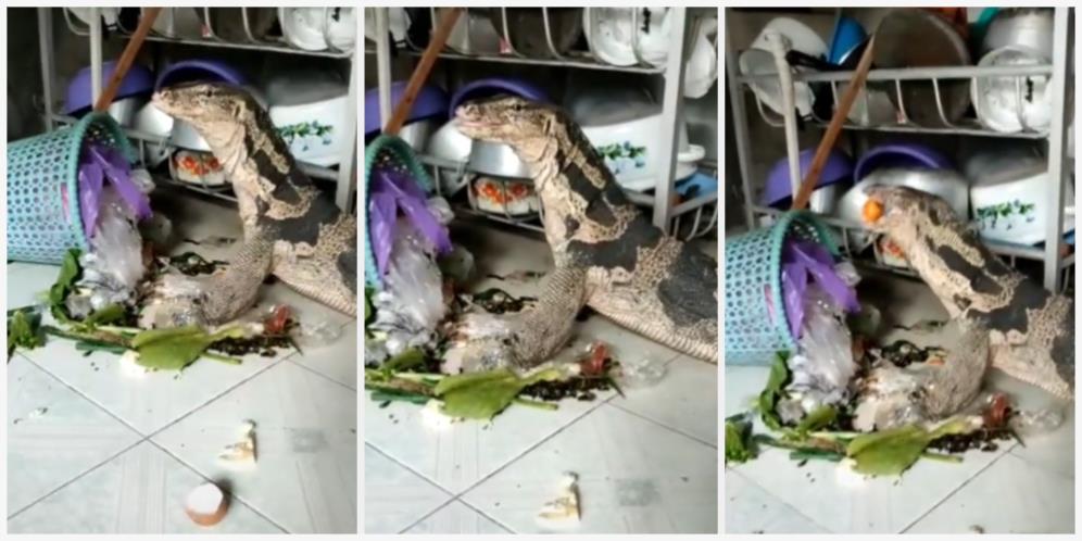 Lupa Diberi Makan, Biawak Cari Sendiri di Dapur, Begini Akibatnya