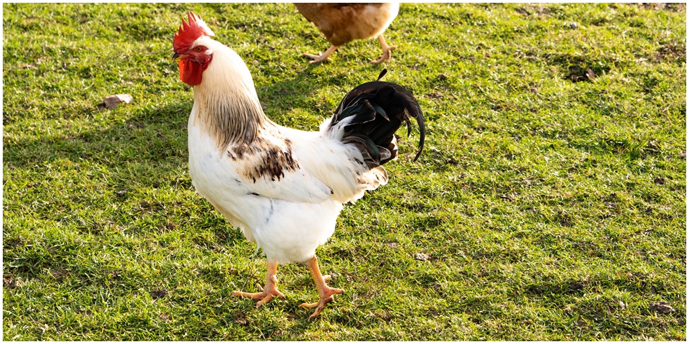 Bacaan Doa Menyembelih Ayam dan Aturan Menyembelih Hewan Sesuai Ajaran Islam