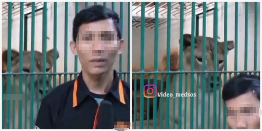 Buat Rekaman Dekat Kandang, Reporter Auto Ngacir Saat Singa Tiba-Tiba Muncul dari Belakang