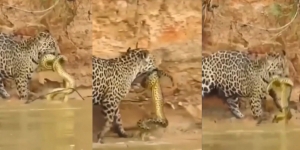 Video Piton Gigit Kaki Macan Tutul yang Marah, Usaha Terakhir Biar Tak Jadi Santapan